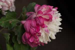 CHRYSANTHEMUM-24 (24)